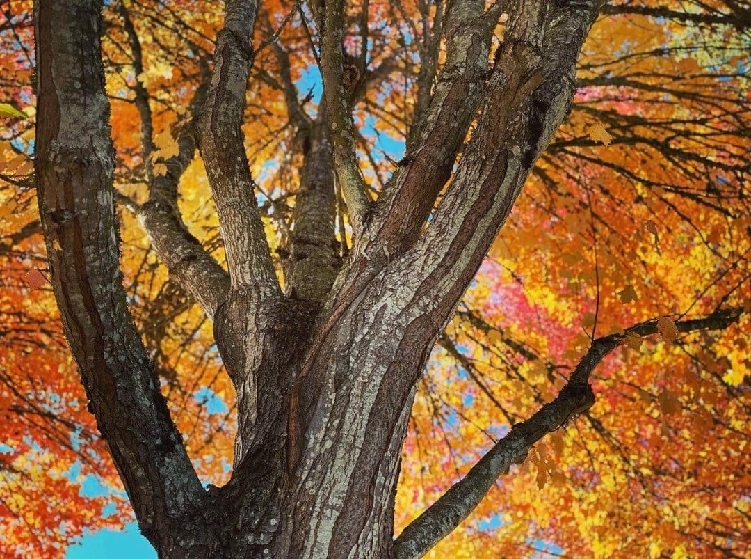 8ec29134378c0437482a4caedb7357017acc5f95