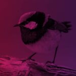 Photo of Juicebox Test