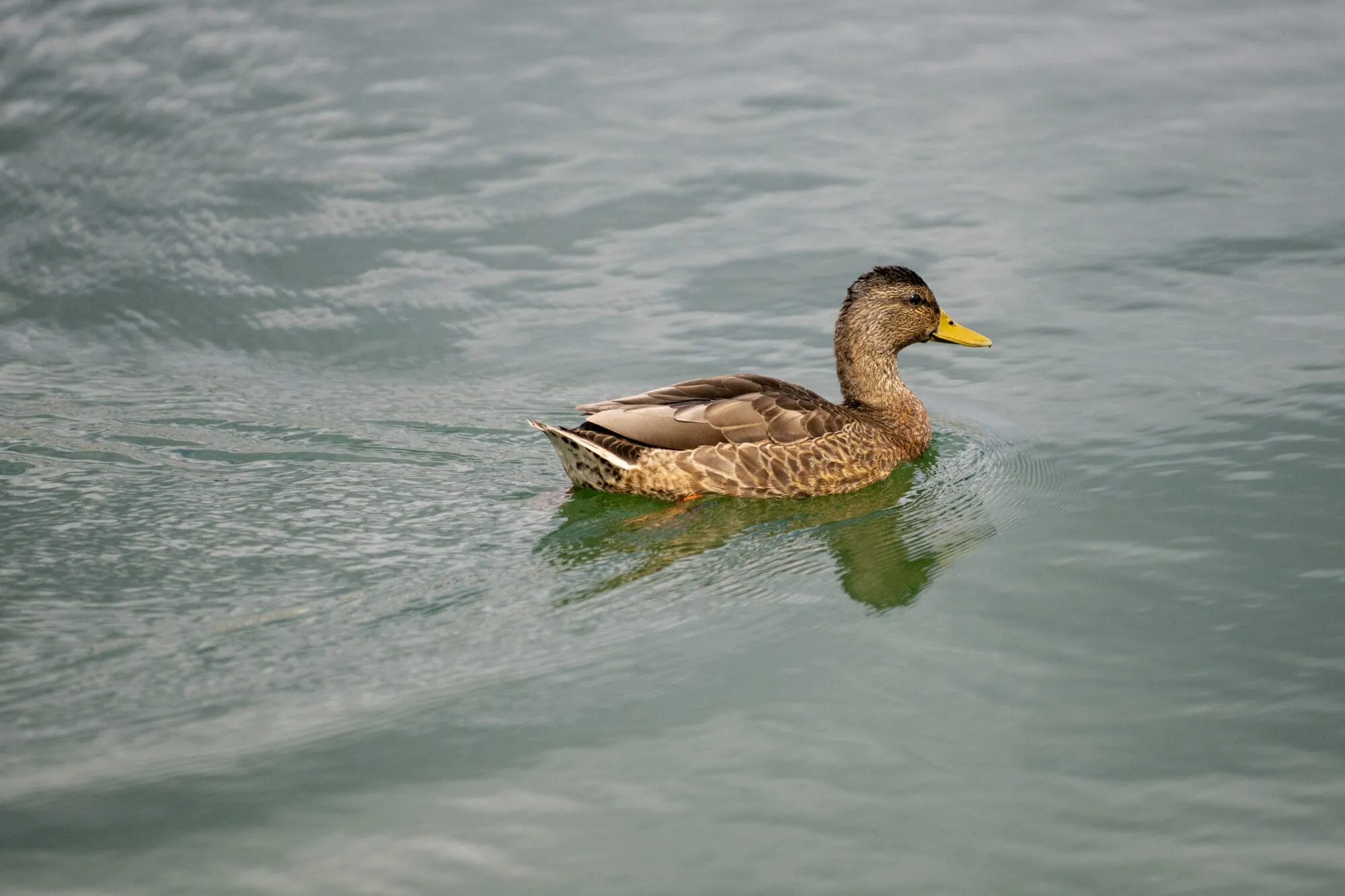 Duck swimming in water