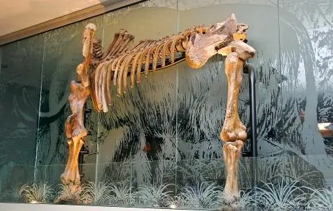 Mastodon bone exhibit