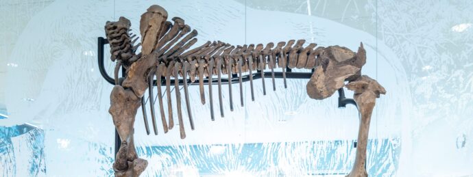 Mastodon skeleton