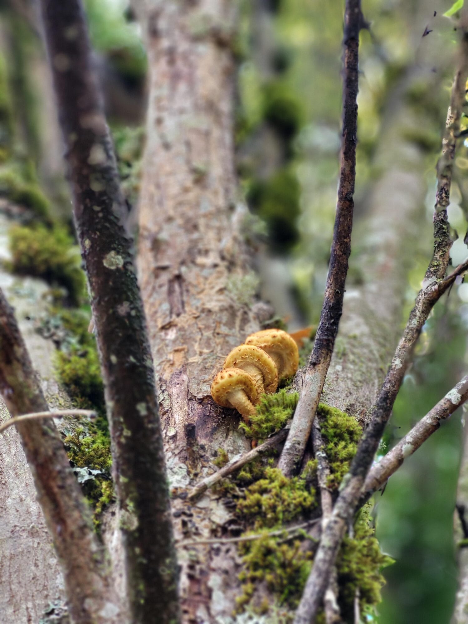 3 Fungus on Tree T McGuire