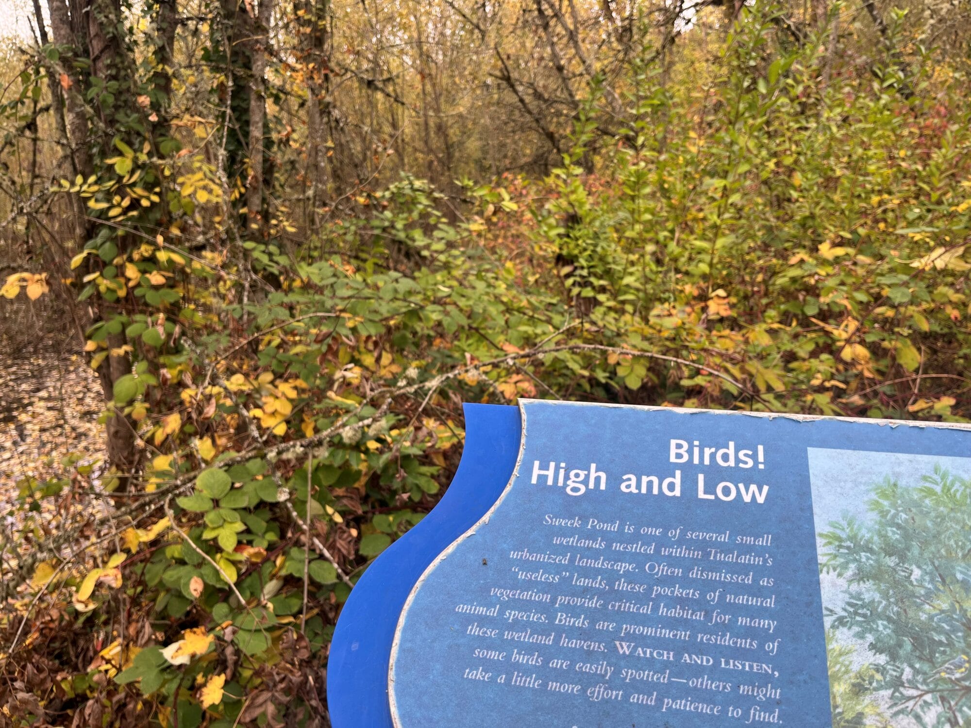Sweek Pond Natural Area trail 2025