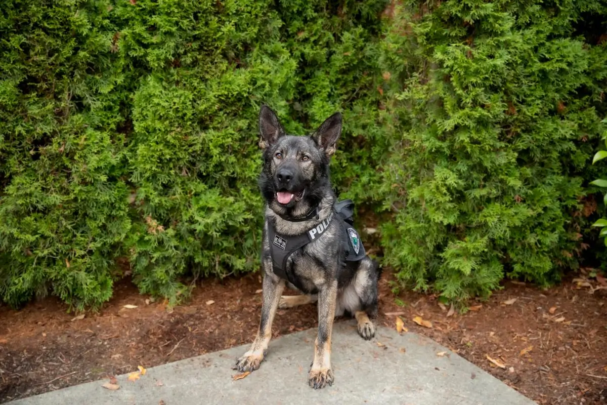 Police dog